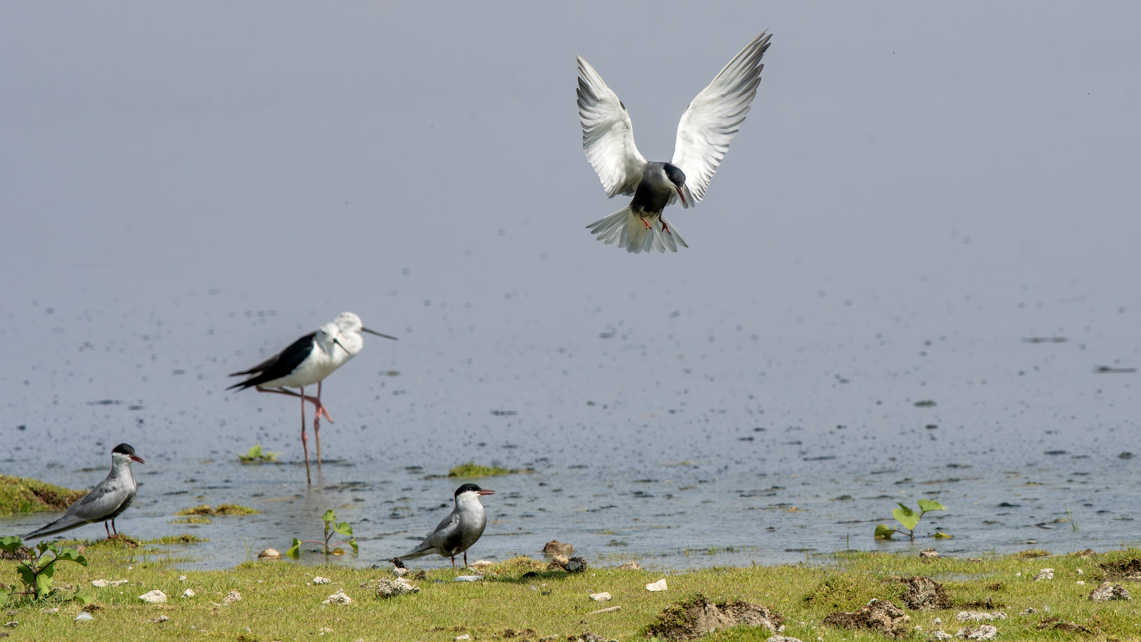 White-winged Tern